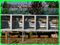 cenerini soggetti allevati a mano di mesi 5 e mesi sette  