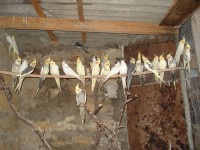 calopsiti vari colori 