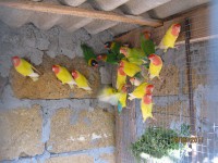 INSEPARABBILI 